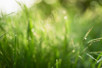 Natural abstract soft green defocused sunny background with grass and light spots. Spring easter backdrop with copy space