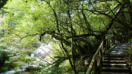 yakushima forest 5
