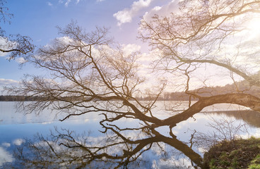 tree log mirroring in a lake during sunset
