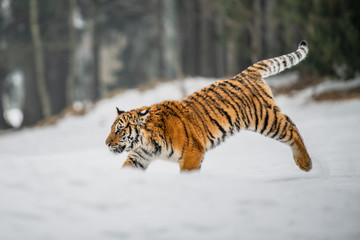 Siberian Tiger in the snow (Panthera tigris)	