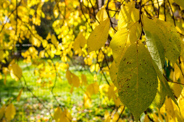 Yellow leaves on a tree on a sunny autumn afternoon in the park
