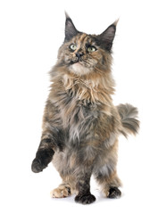 maine coon cat