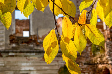Obraz premium Yellow leaves on a tree on a sunny autumn afternoon in the park 