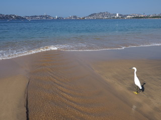 Panorama with cute white egret bird stands on sandy beach at bay of ACAPULCO city in Mexico and...