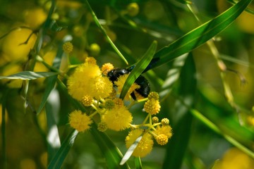 Bee on blossoming mimosa tree (Acacia pycnantha,  golden wattle) close up in spring, bright yellow flowers, coojong, golden wreath wattle, orange wattle, blue-leafed wattle, acacia saligna