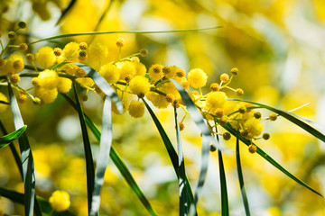 Blossoming of mimosa tree (Acacia pycnantha,  golden wattle) close up in spring, bright yellow...