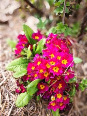 Blumen
