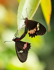 Butterfly Heliconius Hacale zuleikas mating in nature habitat.