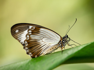 Paper kite (idea leuconoe) in primeval forest.