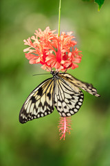 Paper kite (idea leuconoe) in primeval forest.