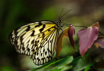 Paper kite (idea leuconoe) in primeval forest.