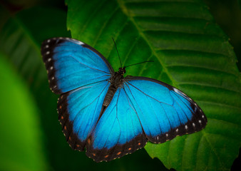 Blue morpho (morpho peleides) on green nature background.