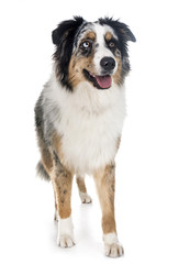 australian shepherd in studio