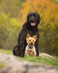 Fototapeta premium Two dogs posing together.