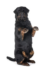 rottweiler in studio