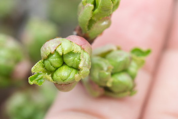 buds of cherry