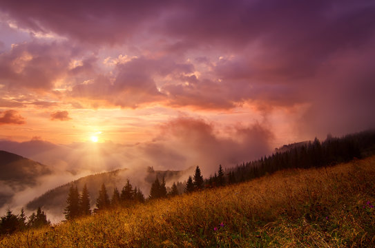 Foggy morning shiny summer landscape with mist, golden meadow and sun shining © Roxana