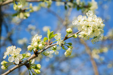 tree branch with flowers against the sky with clouds