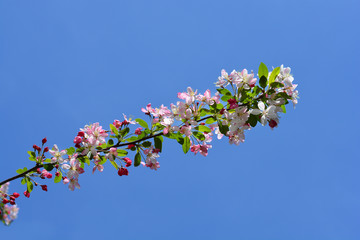 Japanese flowering crabapple