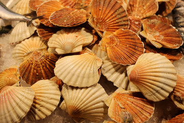 Scallop shells