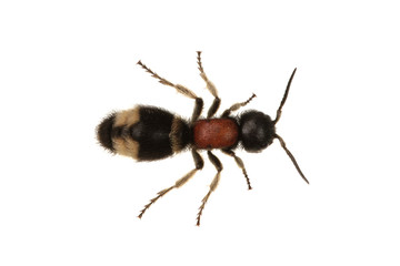 Parasitoid wasp (Mutilla europaea) on a white background