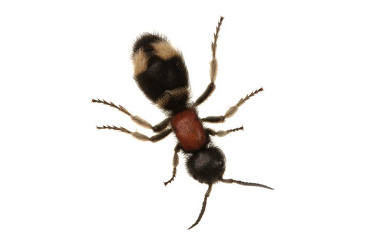 Parasitoid wasp (Mutilla europaea) on a white background