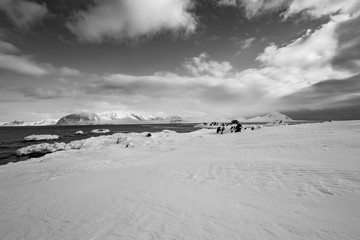 Krajobraz wiosennej Arktyki © blackspeed