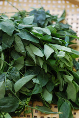 Young katuk leaves piled on a bamboo mat.