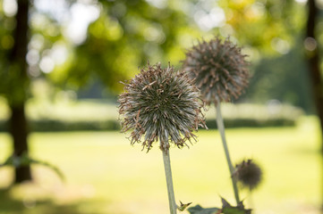 Autumn garden: dry echinops flower head with dark green foliage on background