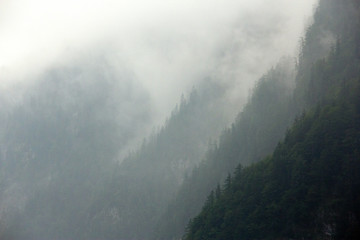 Foggy forest Alps