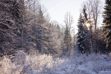 winter forest