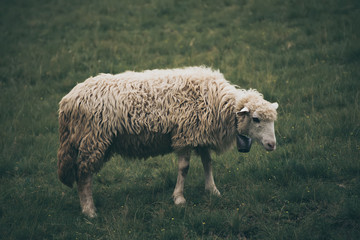 Single white sheep grazing at green meadow, natural agriculture background