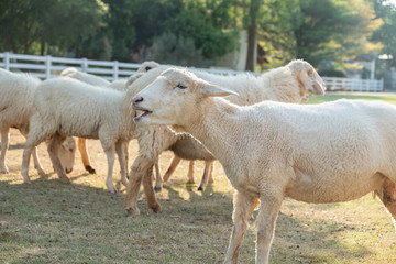 little white sheep in farm in a sunny day