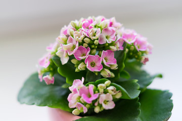 blooming calanchoe on white background, soft focus