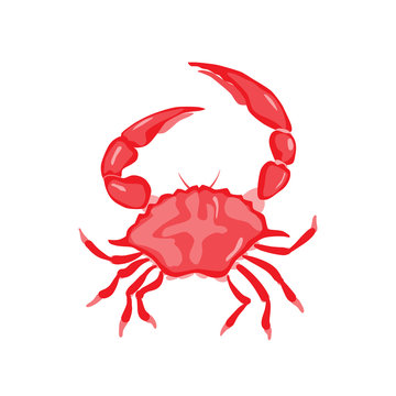 Red crab vector illustration. Isolated object on white background. Seafood product, restaurant menu. Hand drawn painting.