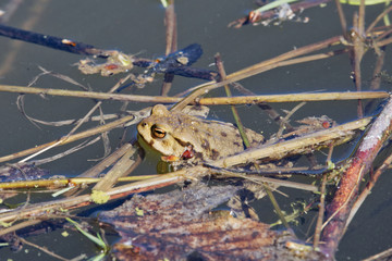 Common toad (Bufo bufo) in a nature