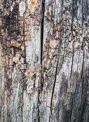 Close Up Old Wood Texture. Cracked dead old tree background vertical image.