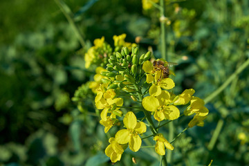 Natur Frühling 2018 Rapps Feld