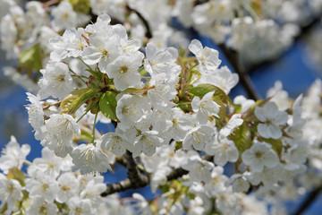 Beautiful flowering fruit trees. Blooming plant branches in spring warm bright sunny day