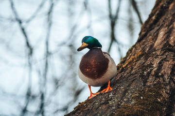 Duck sitting on twirled tree