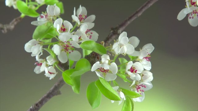 Pear tree flowers blooming closeup. Gardening concept. Blossoming pear tree. Time lapse. 4K UHD video 3840X2160