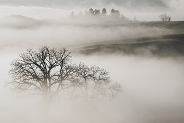 Beautiful foggy sunrise in Tuscany, Italy with vineyard and trees. Natural misty background in black and white - 201861024