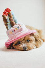 A dog has put on a birthday cake hat and is lying down.