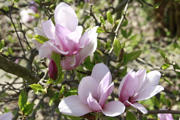 Fototapeta na wymiar aufgeblühte magnolie
