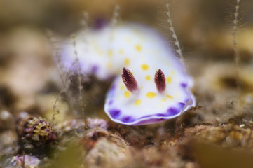 Nudibranch Sea Slug Bokeh in Japan