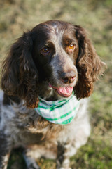 Brown spotted russian spaniel on the green grass