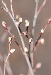 buds on a tree branch