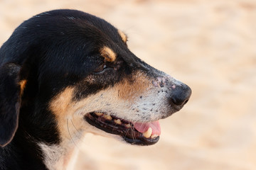 Black head of dog on the ocean beach in Sri Lanka. Close up portrait of animal.