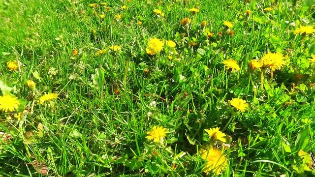 Spring Dandelion meadow