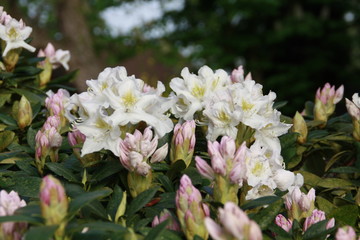 rhododendron blüht weiss auf